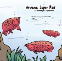 Image of Komik Arwana Super Red